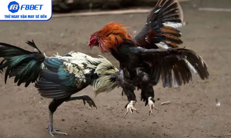 Đá gà cựa dao – Nét riêng không thể nhầm lẫn với loại hình khác