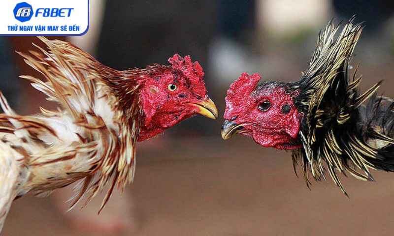 Truyền thống và hiện đại hòa quyện trong đá gà cựa sắt