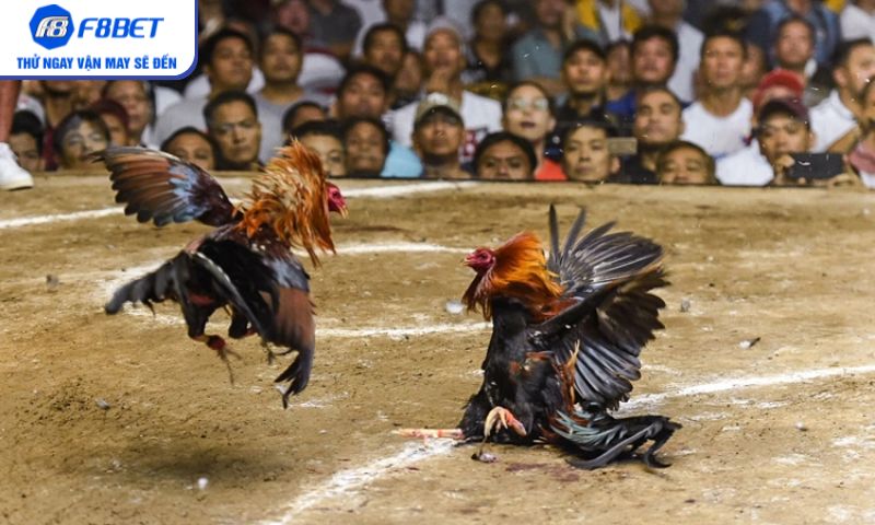 Bet thủ đam mê kịch tính khó bỏ qua đá gà cựa sắt